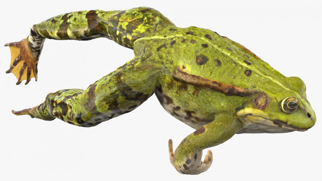 Frog Jumping Pose 3D