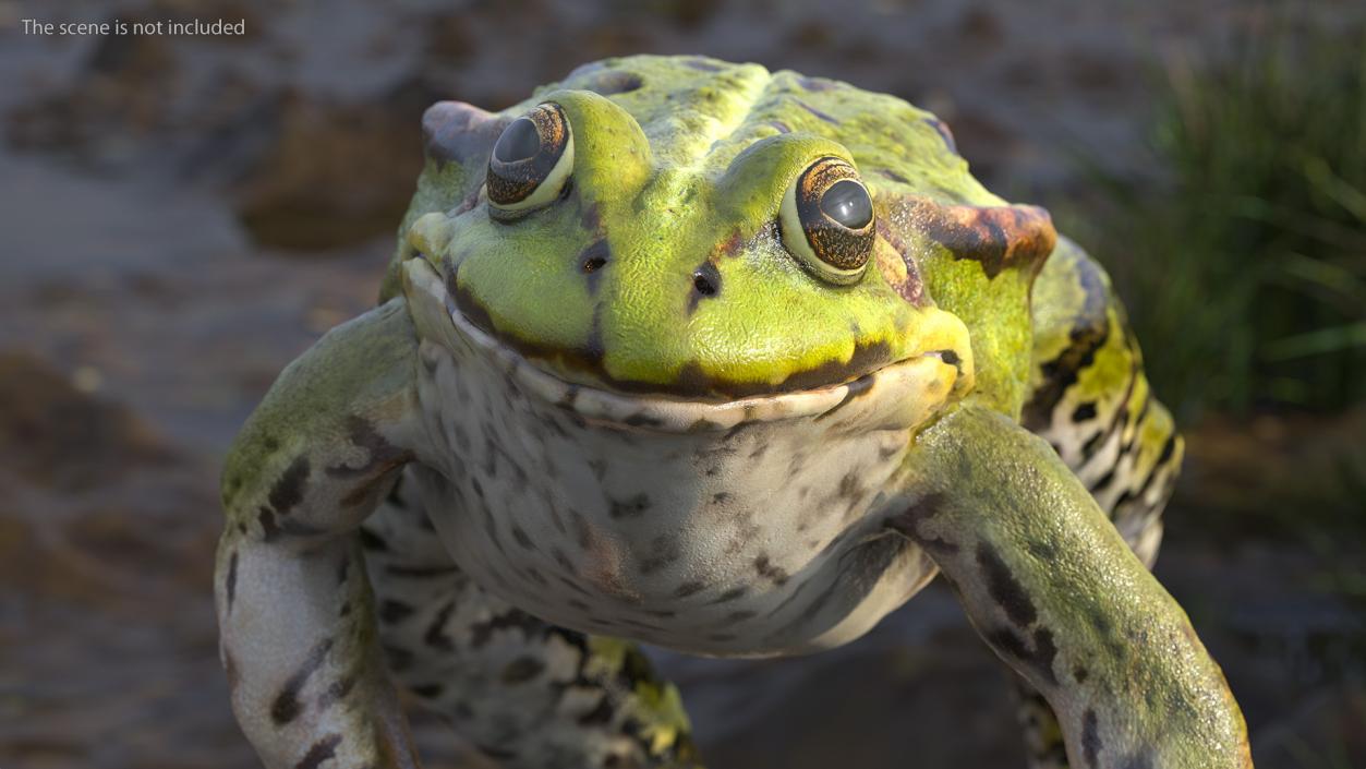 Frog Jumping Pose 3D