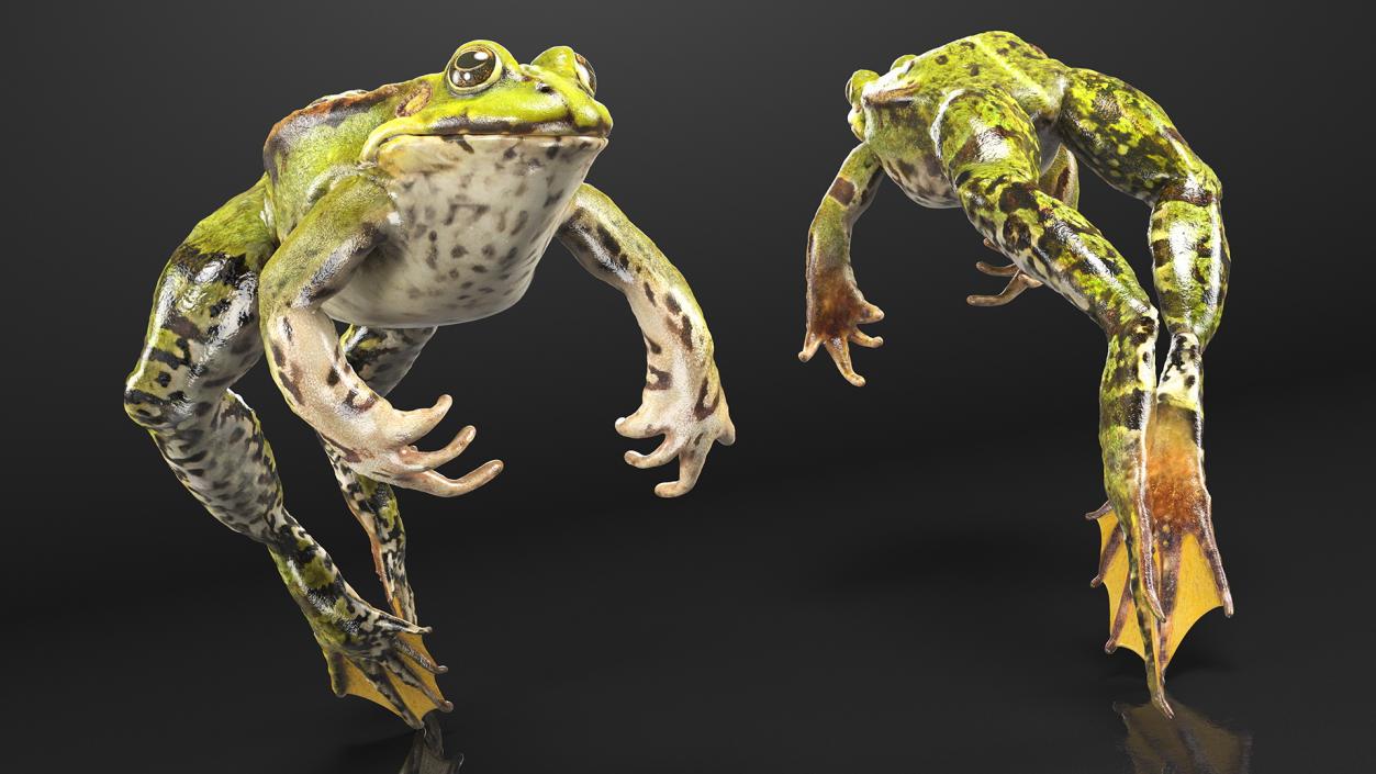 Frog Jumping Pose 3D