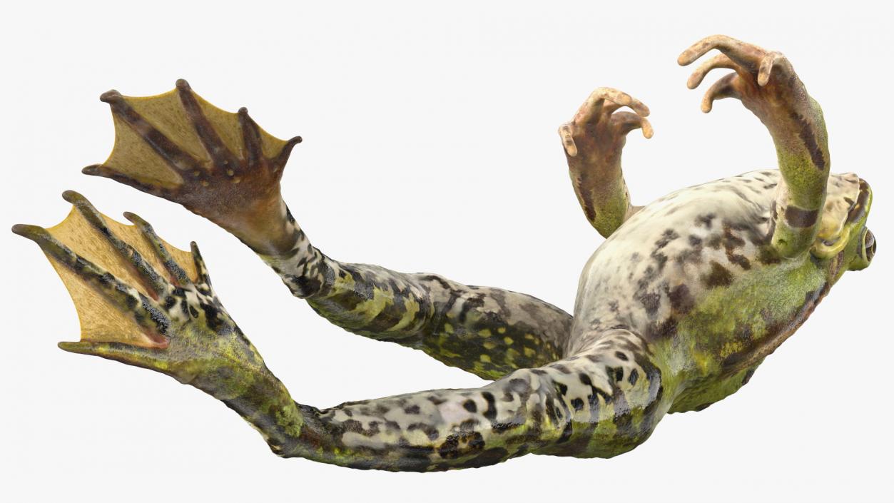 Frog Jumping Pose 3D