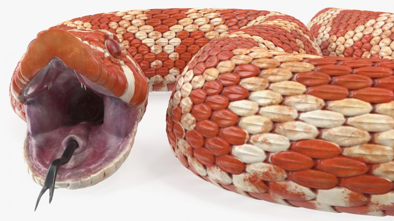 Albino Hognose Snake Rigged 3D