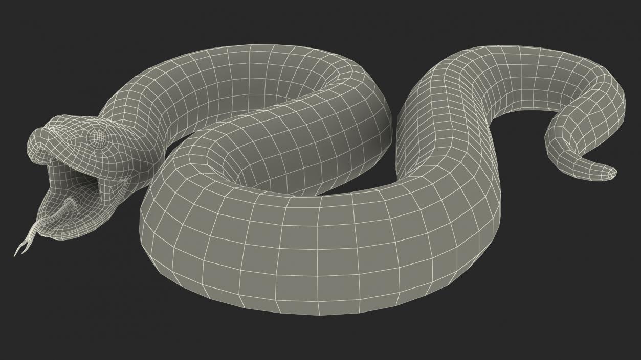 Albino Hognose Snake Rigged 3D