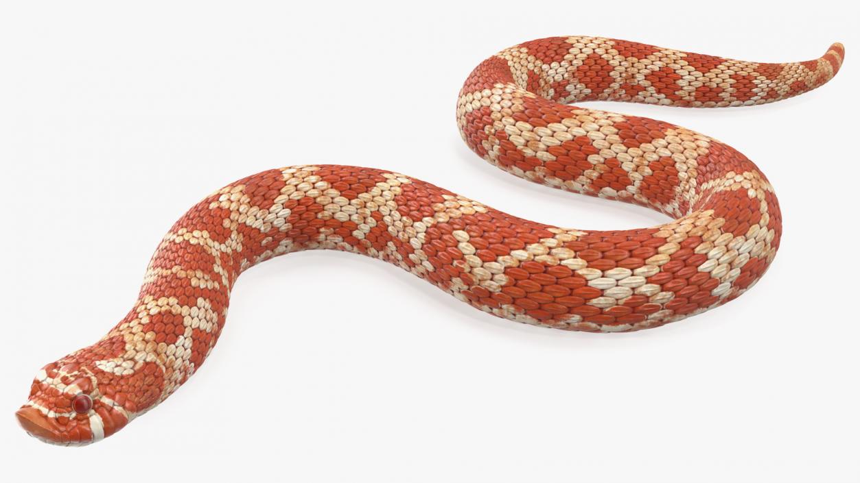 Albino Hognose Snake Rigged 3D