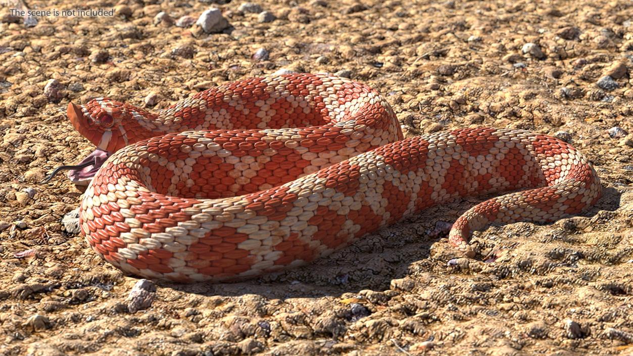 Albino Hognose Snake Rigged 3D