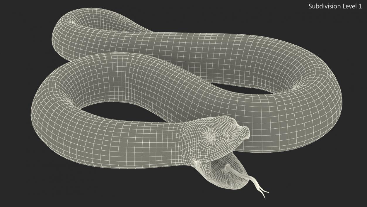 Albino Hognose Snake Rigged 3D