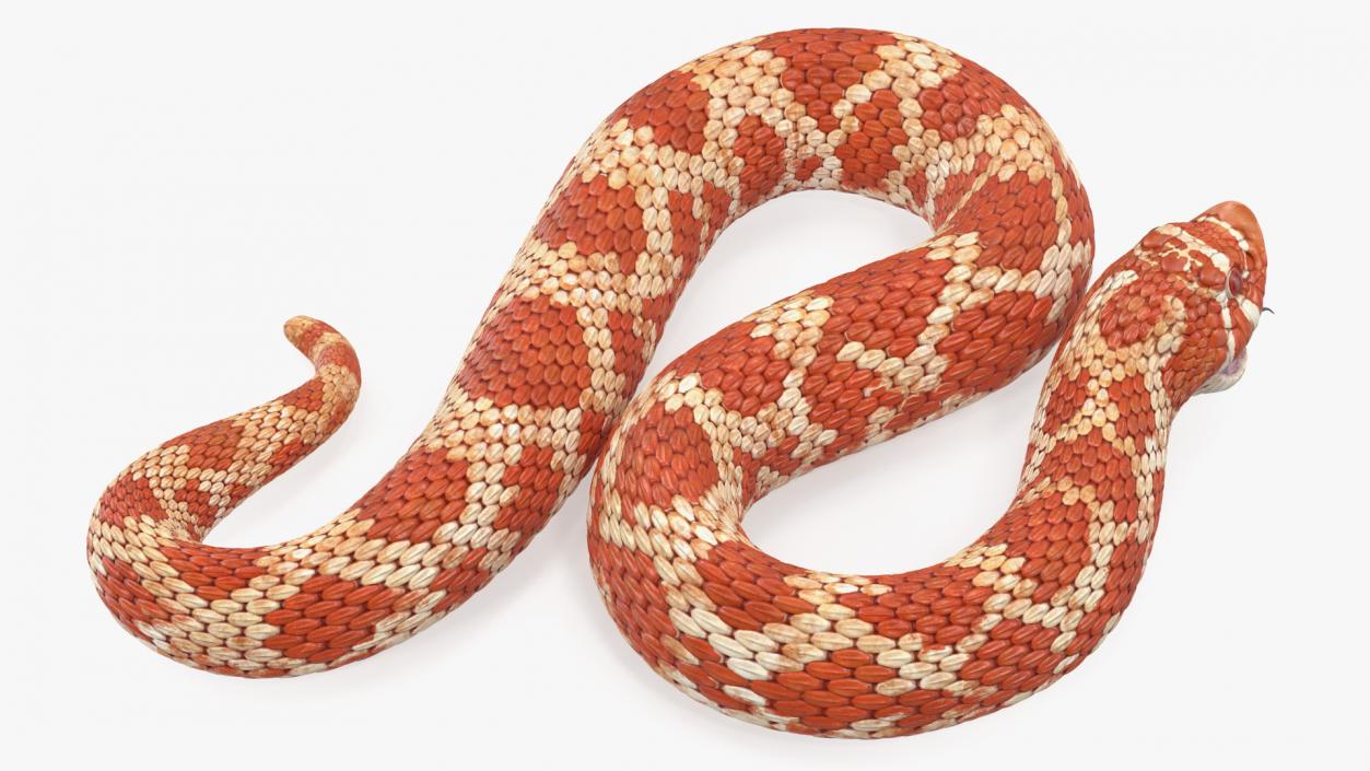 Albino Hognose Snake Rigged 3D