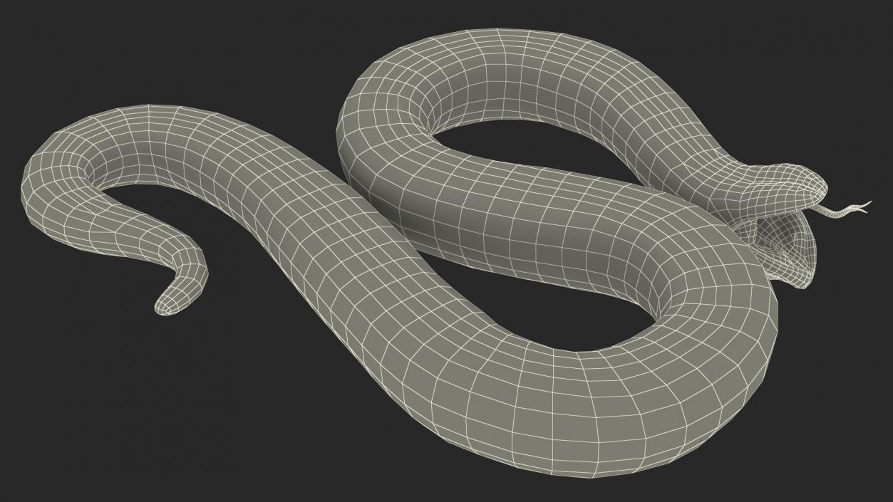 Albino Hognose Snake Rigged 3D