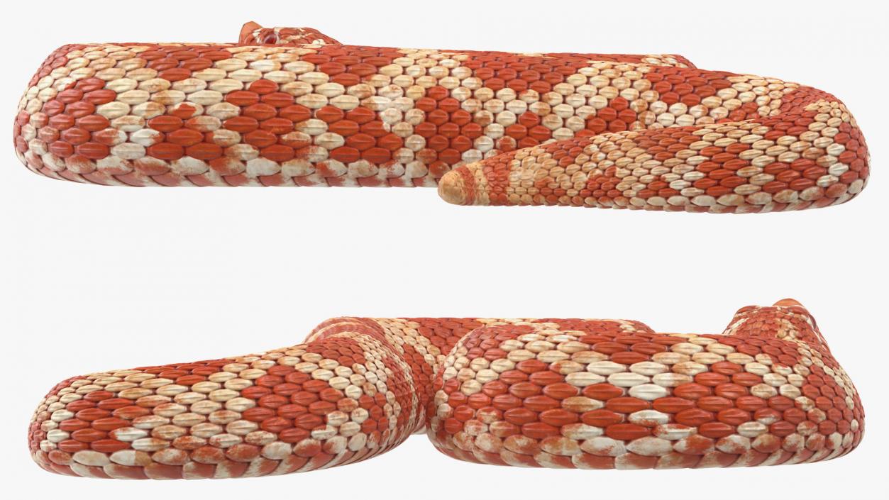 Albino Hognose Snake Rigged 3D