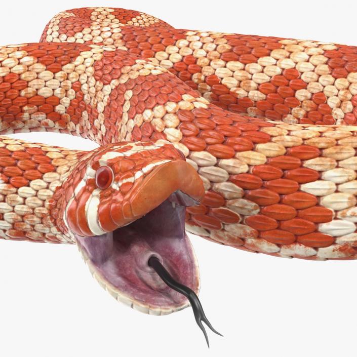 Albino Hognose Snake Rigged 3D