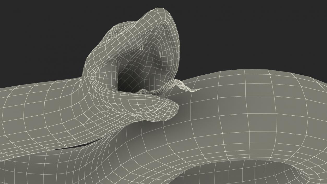 Albino Hognose Snake Rigged 3D