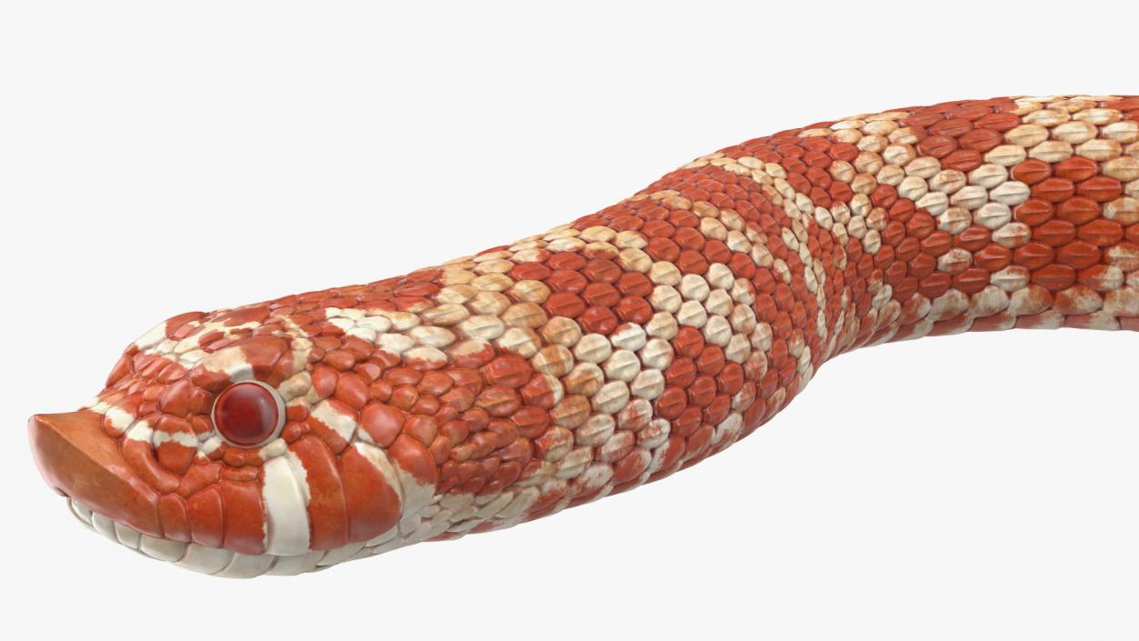 Albino Hognose Snake Rigged 3D