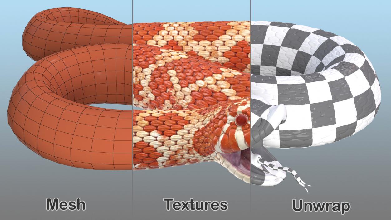 Albino Hognose Snake Rigged 3D