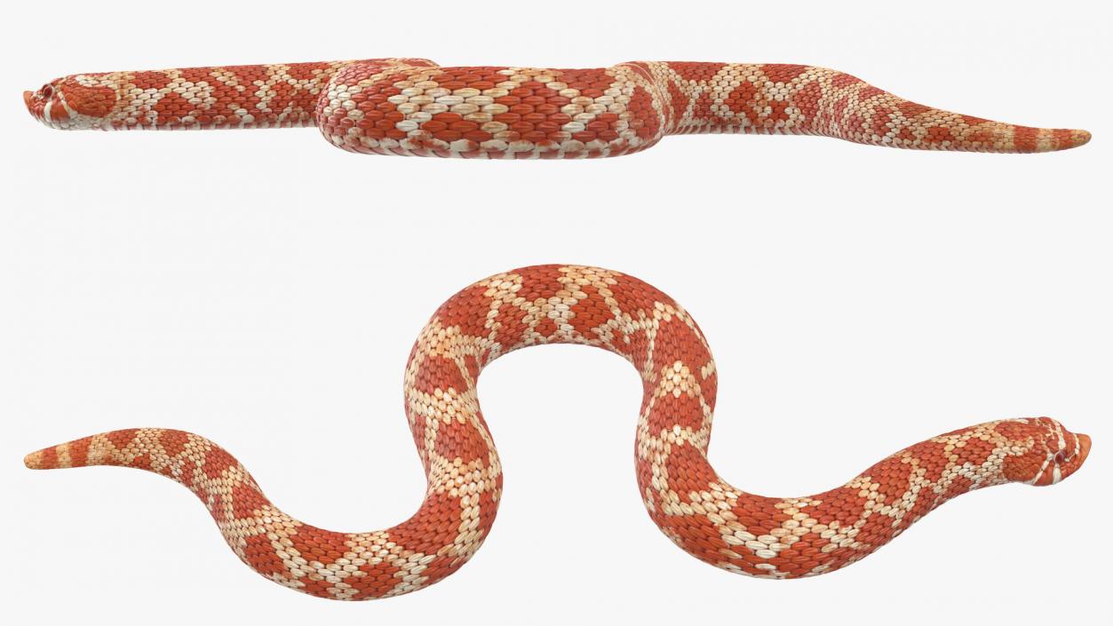 Albino Hognose Snake Rigged 3D