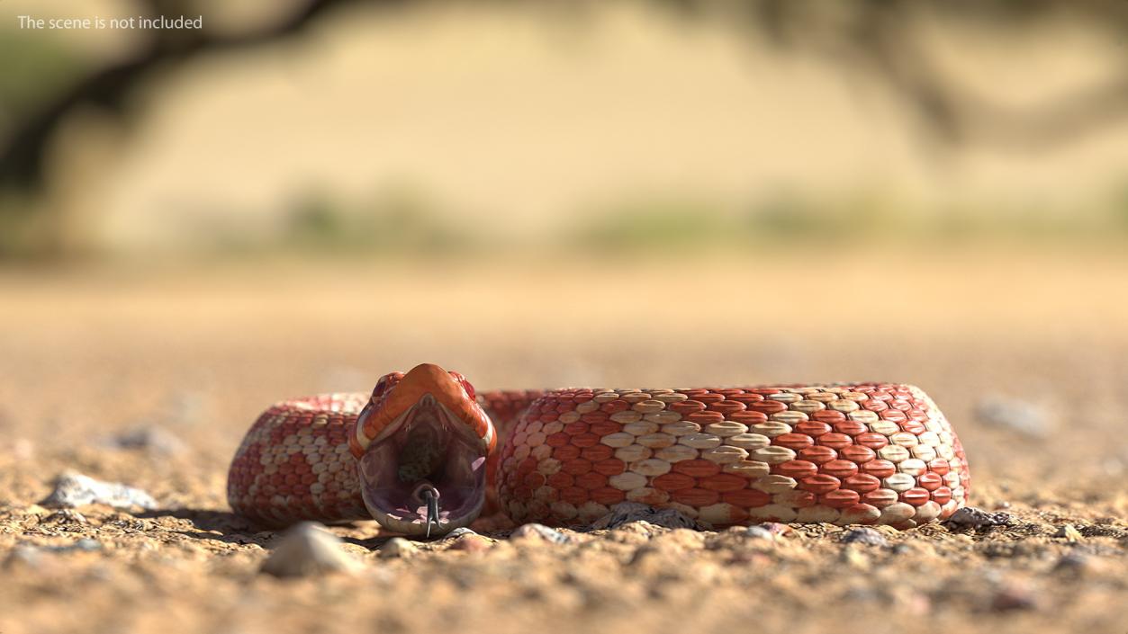 Albino Hognose Snake Rigged 3D