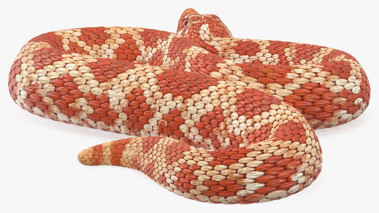 Albino Hognose Snake Rigged 3D