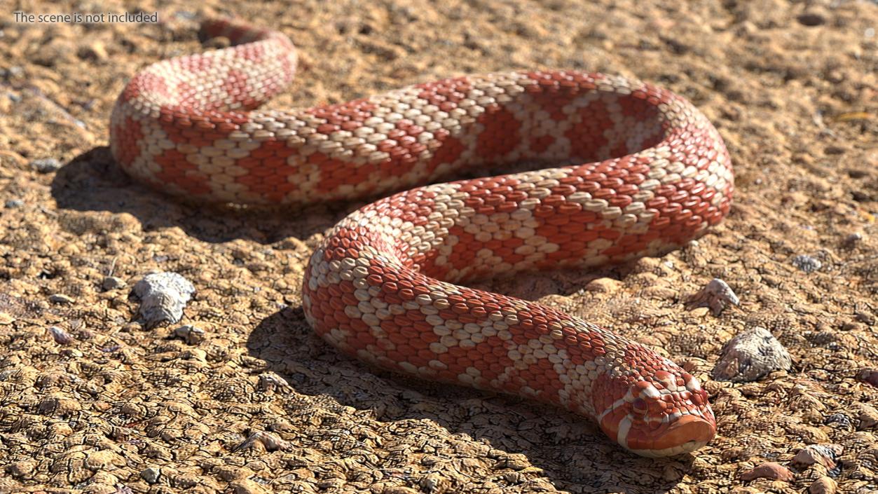 Albino Hognose Snake Rigged 3D