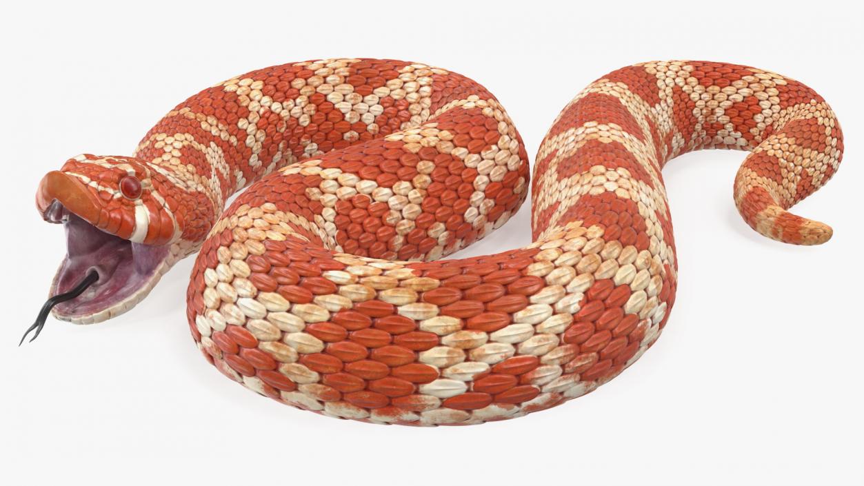 Albino Hognose Snake Rigged 3D