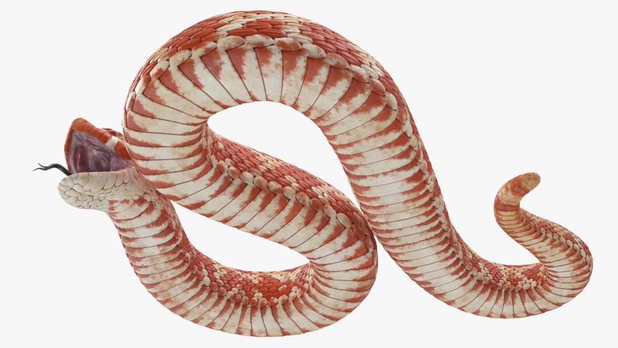 Albino Hognose Snake Rigged 3D