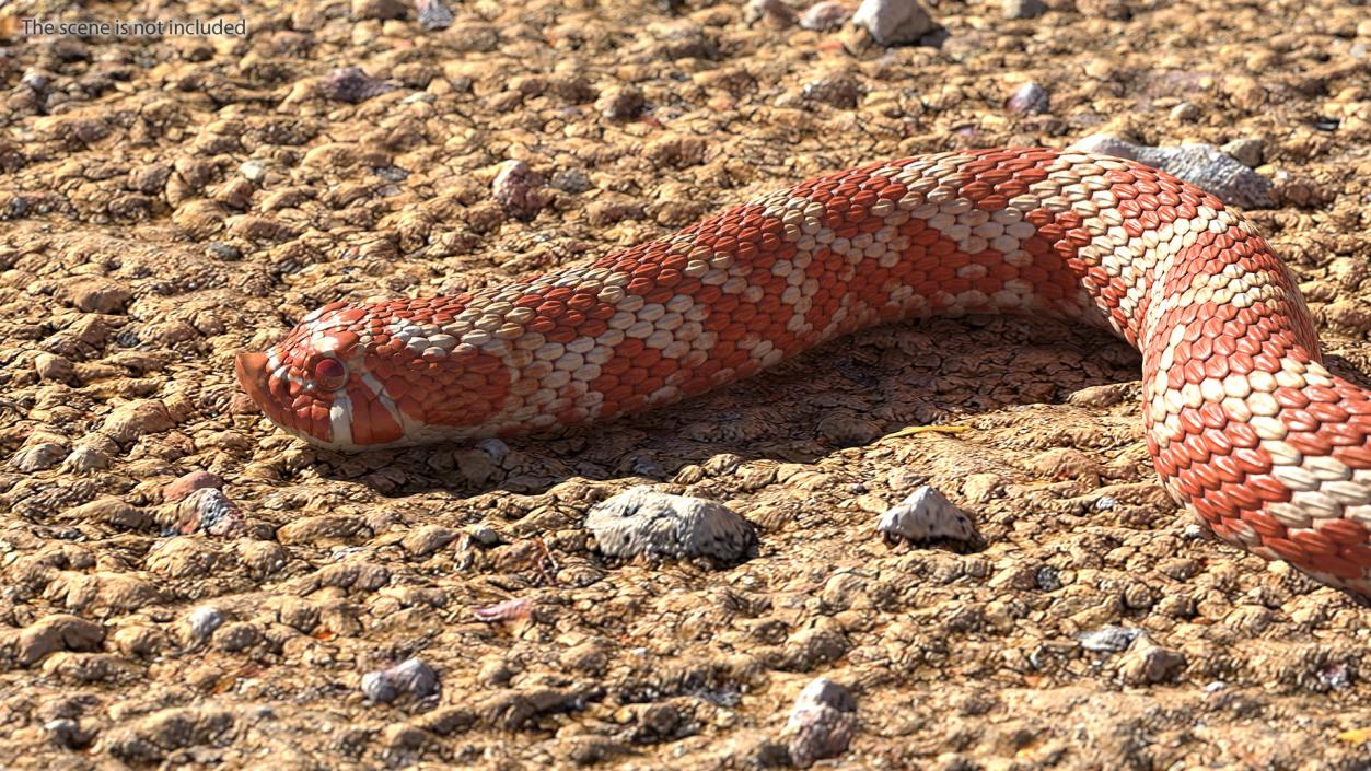 Albino Hognose Snake Rigged 3D