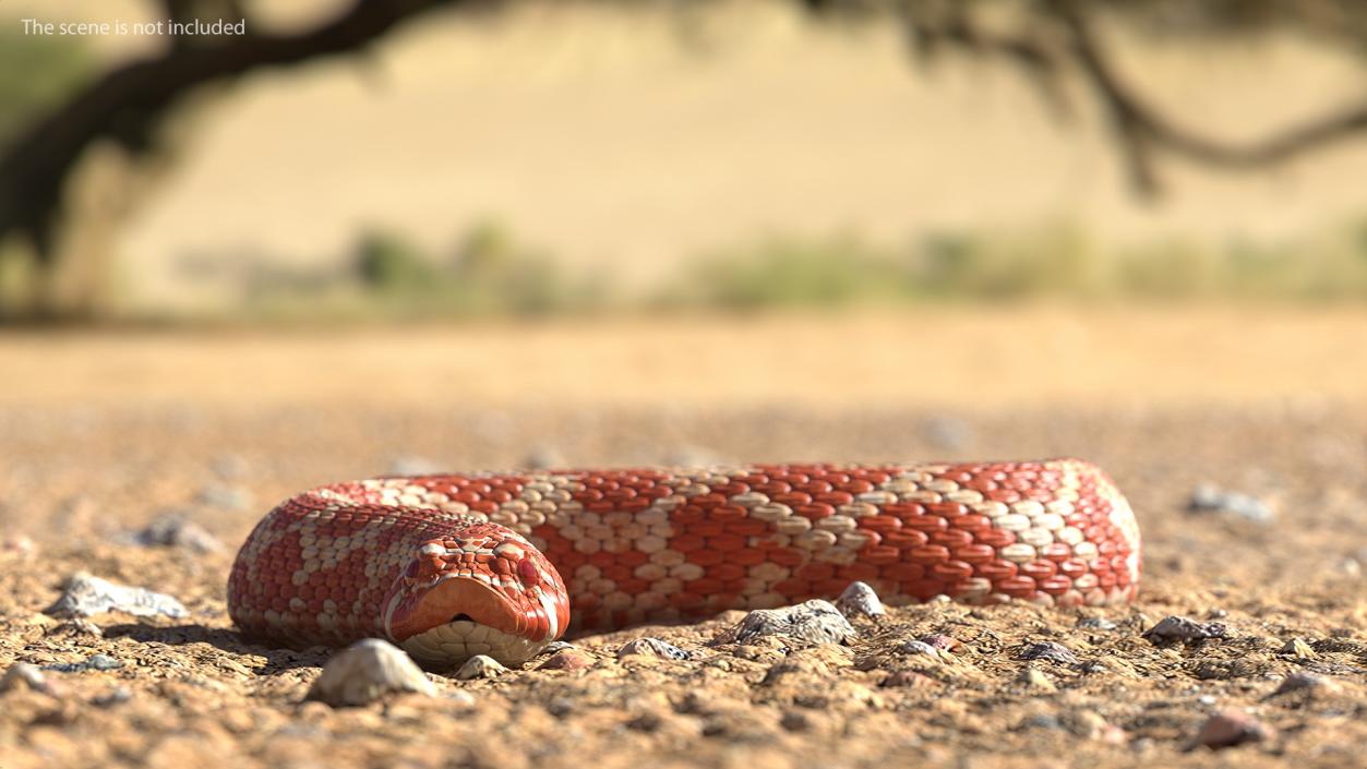 Albino Hognose Snake Rigged 3D