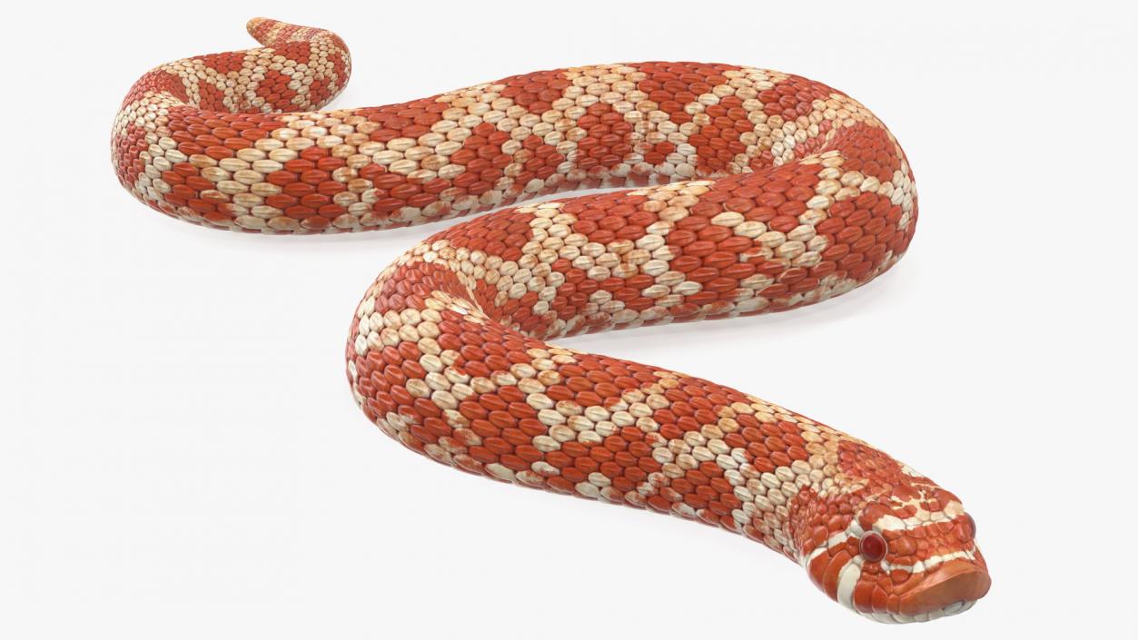 Albino Hognose Snake Rigged 3D