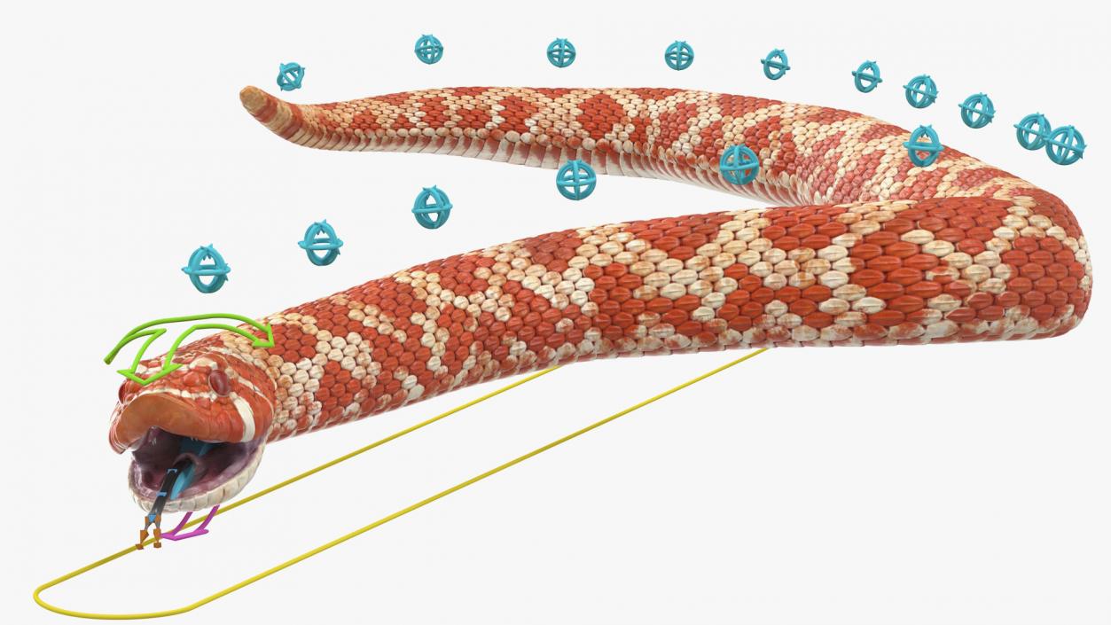 Albino Hognose Snake Rigged 3D