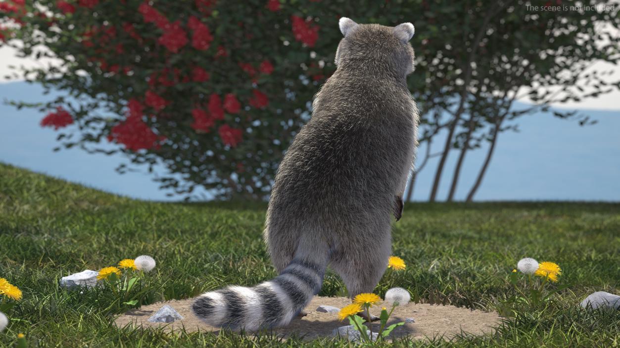 Raccoon with Towel Collection 3D model