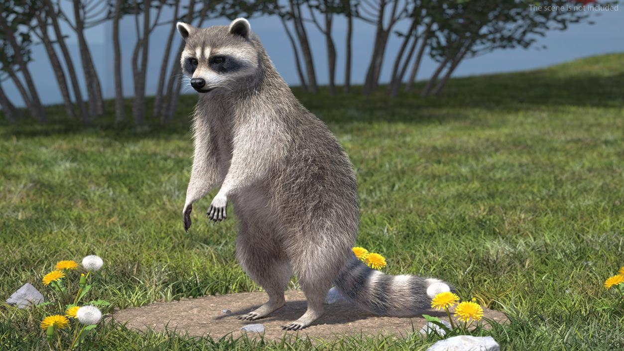 Raccoon with Towel Collection 3D model