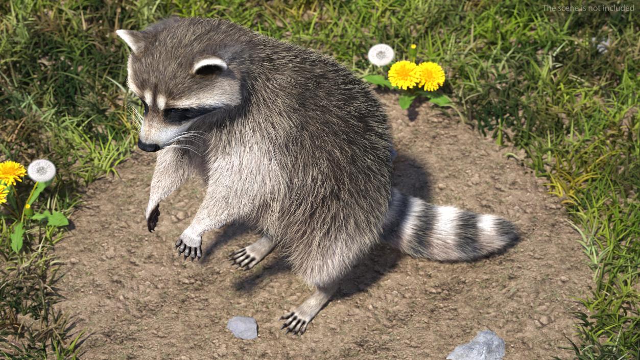 Raccoon with Towel Collection 3D model