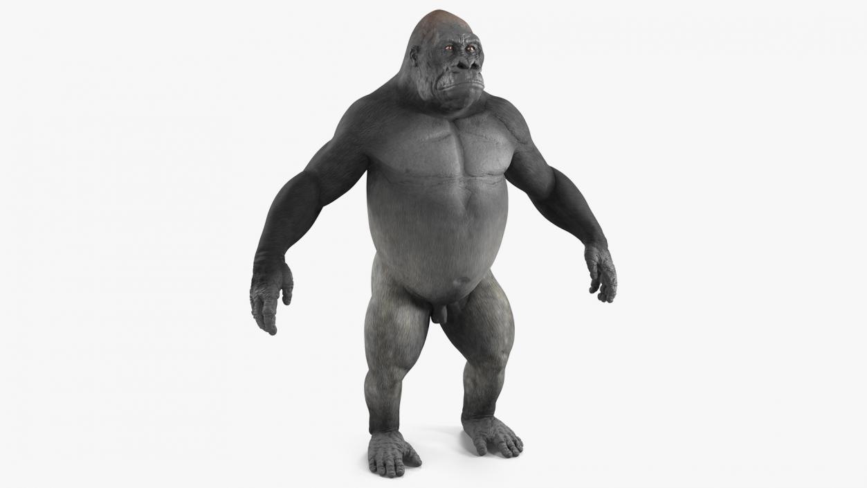 3D Gorilla Basic Pose model