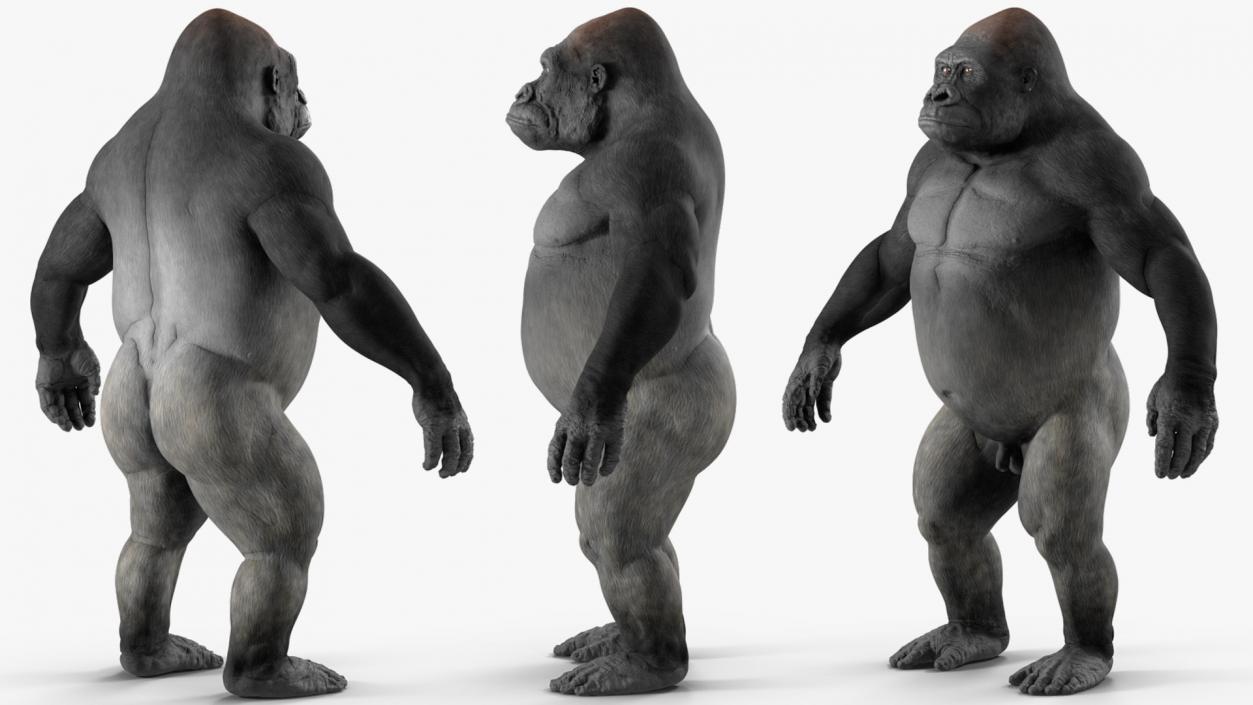 3D Gorilla Basic Pose model