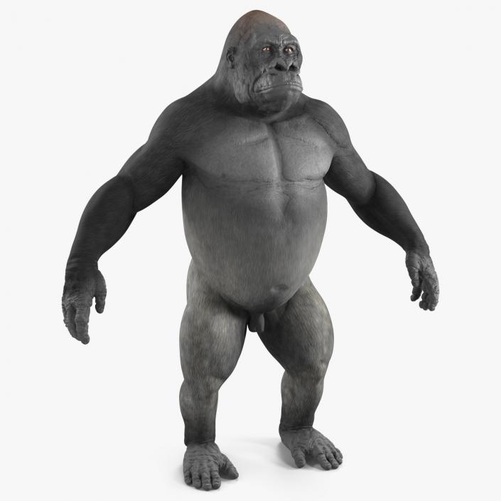 3D Gorilla Basic Pose model