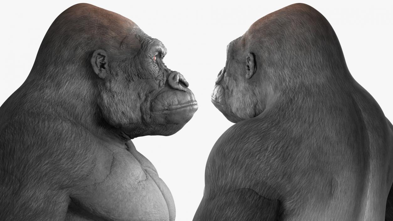 3D Gorilla Basic Pose model