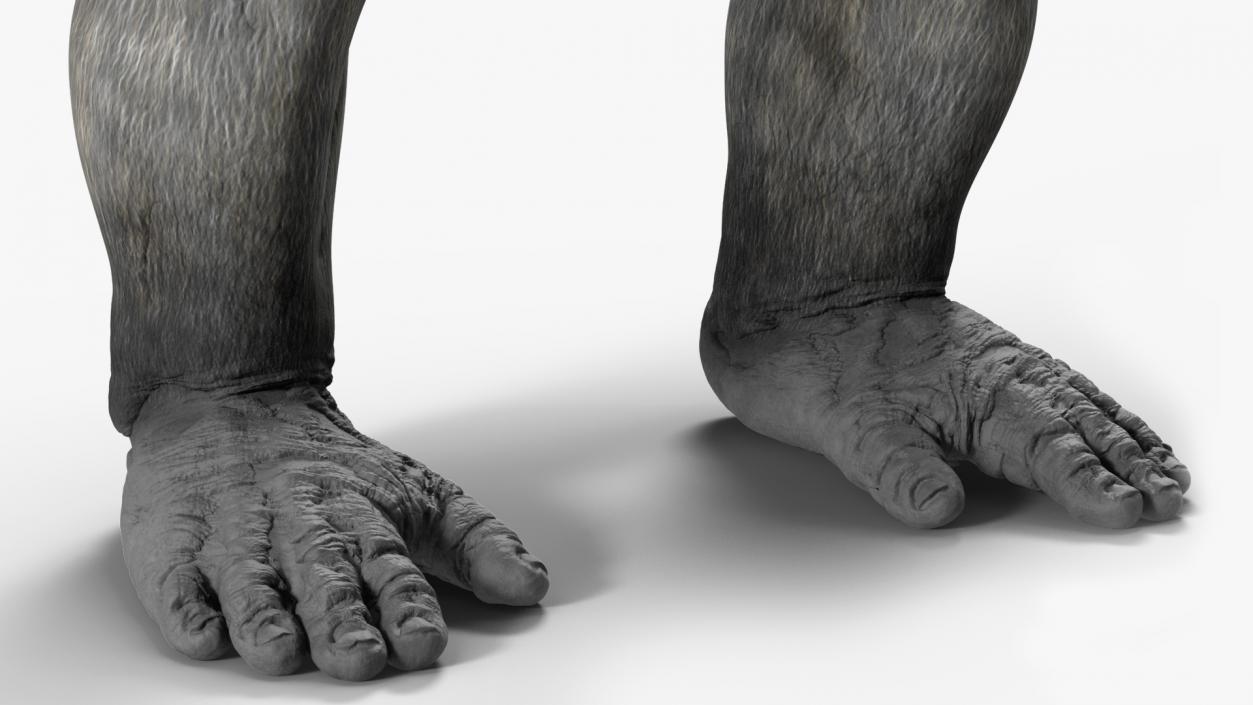 3D Gorilla Basic Pose model