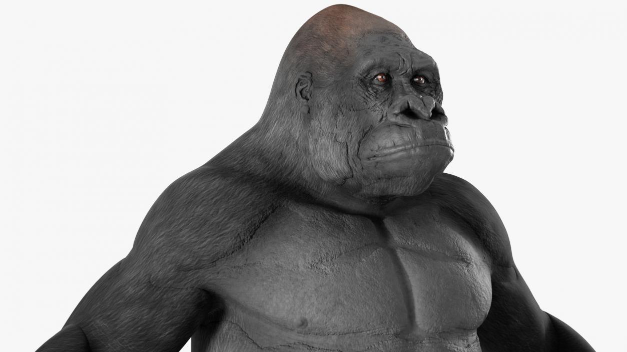 3D Gorilla Basic Pose model