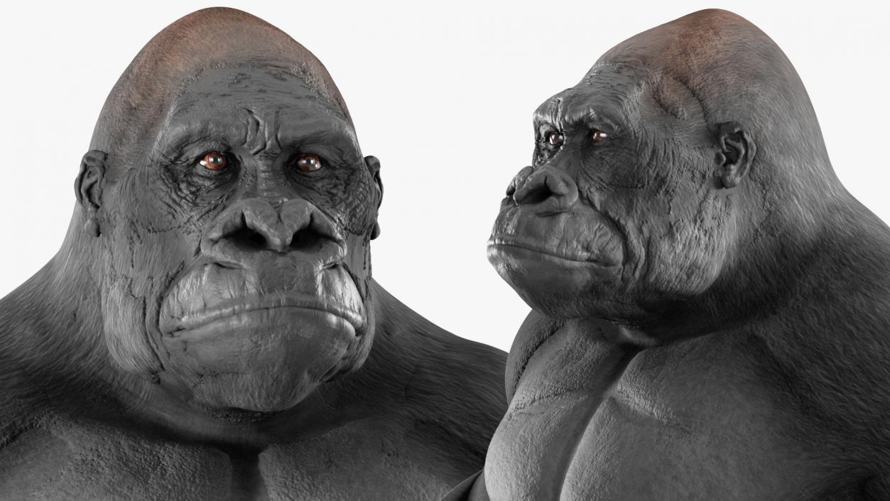 3D Gorilla Basic Pose model