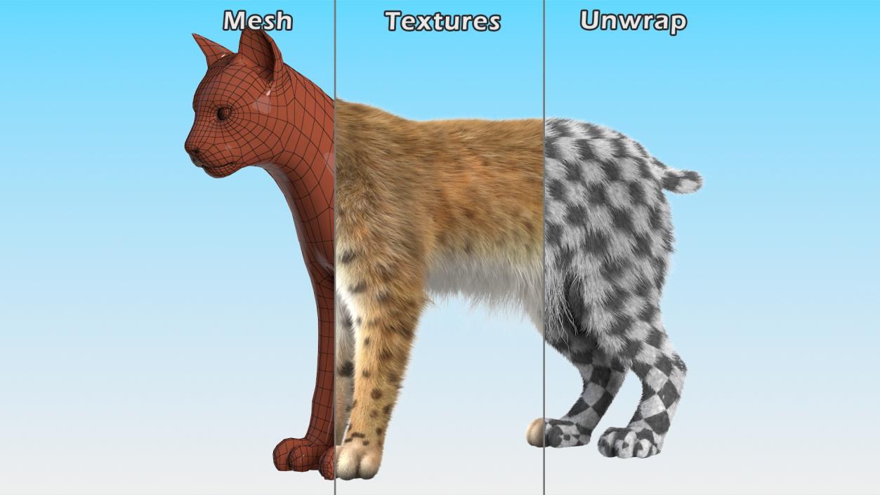 Bobcat Fur Rigged 3D