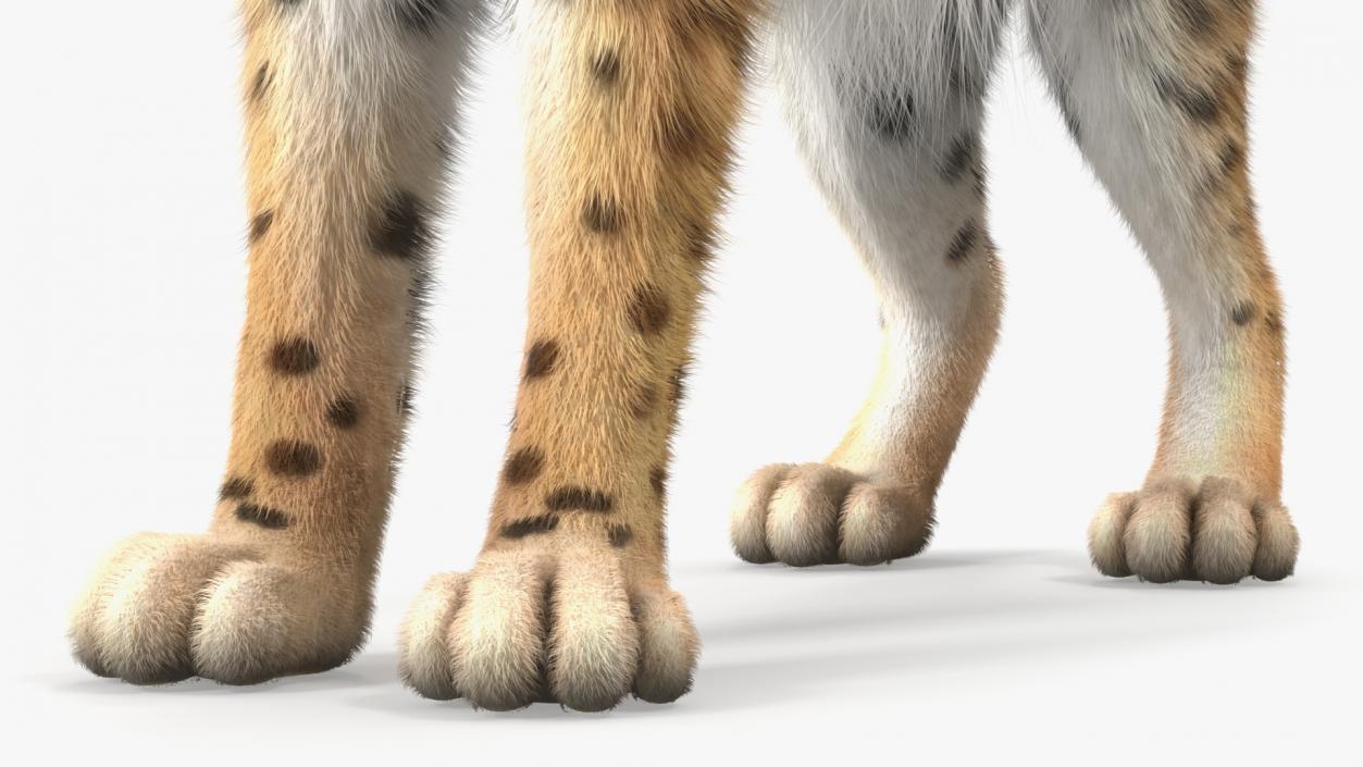 Bobcat Fur Rigged 3D