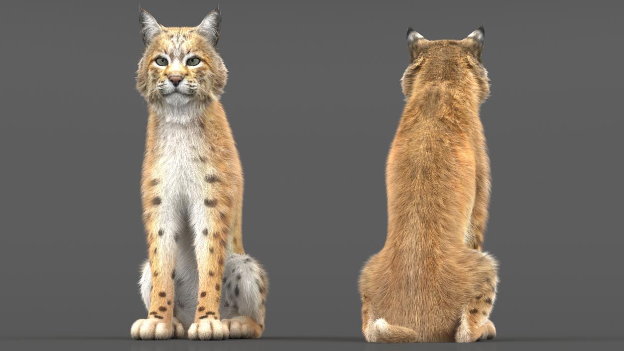 Bobcat Fur Rigged 3D