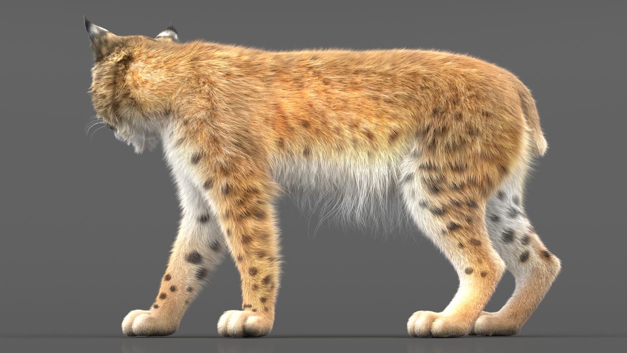 Bobcat Fur Rigged 3D