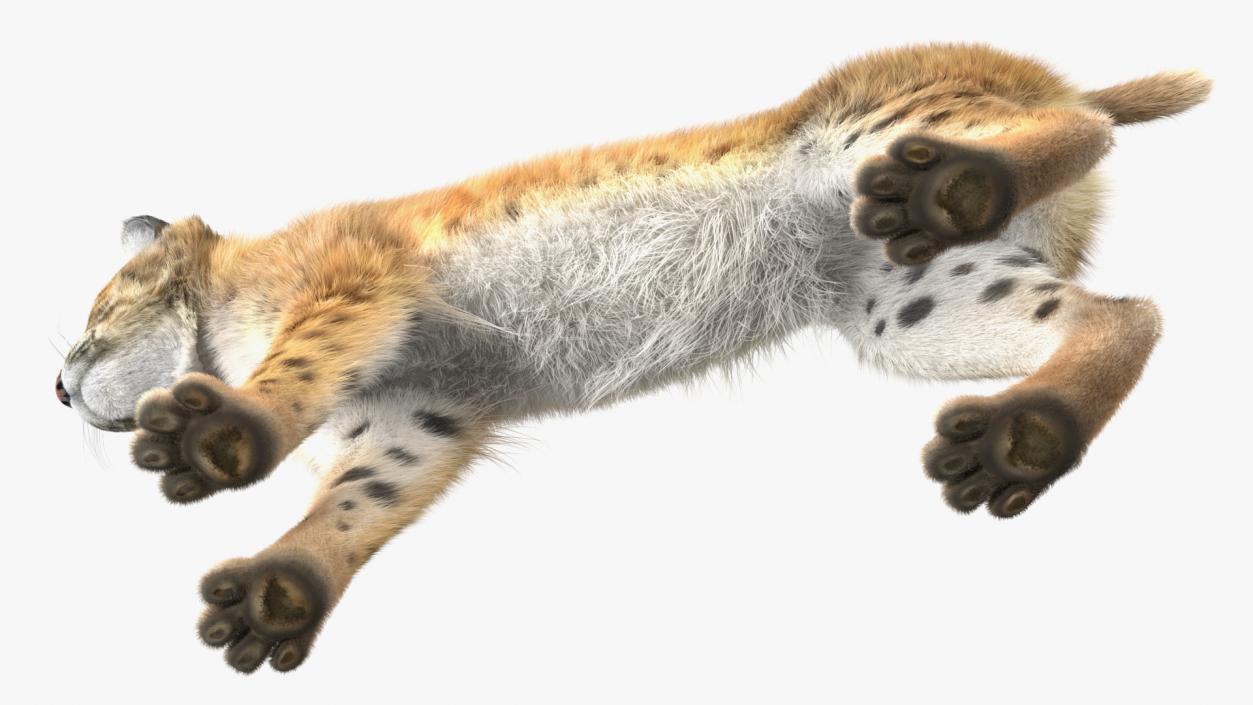 Bobcat Fur Rigged 3D