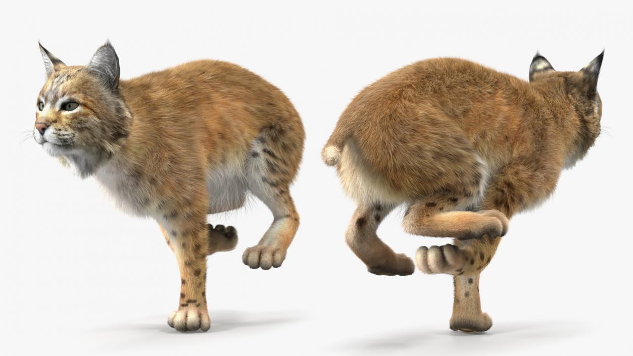 Bobcat Fur Rigged 3D