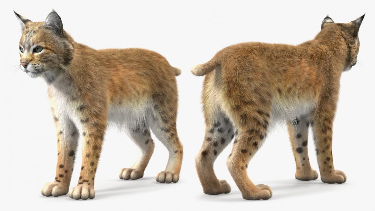 Bobcat Fur Rigged 3D