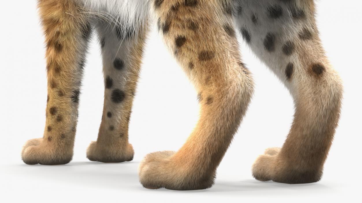 Bobcat Fur Rigged 3D