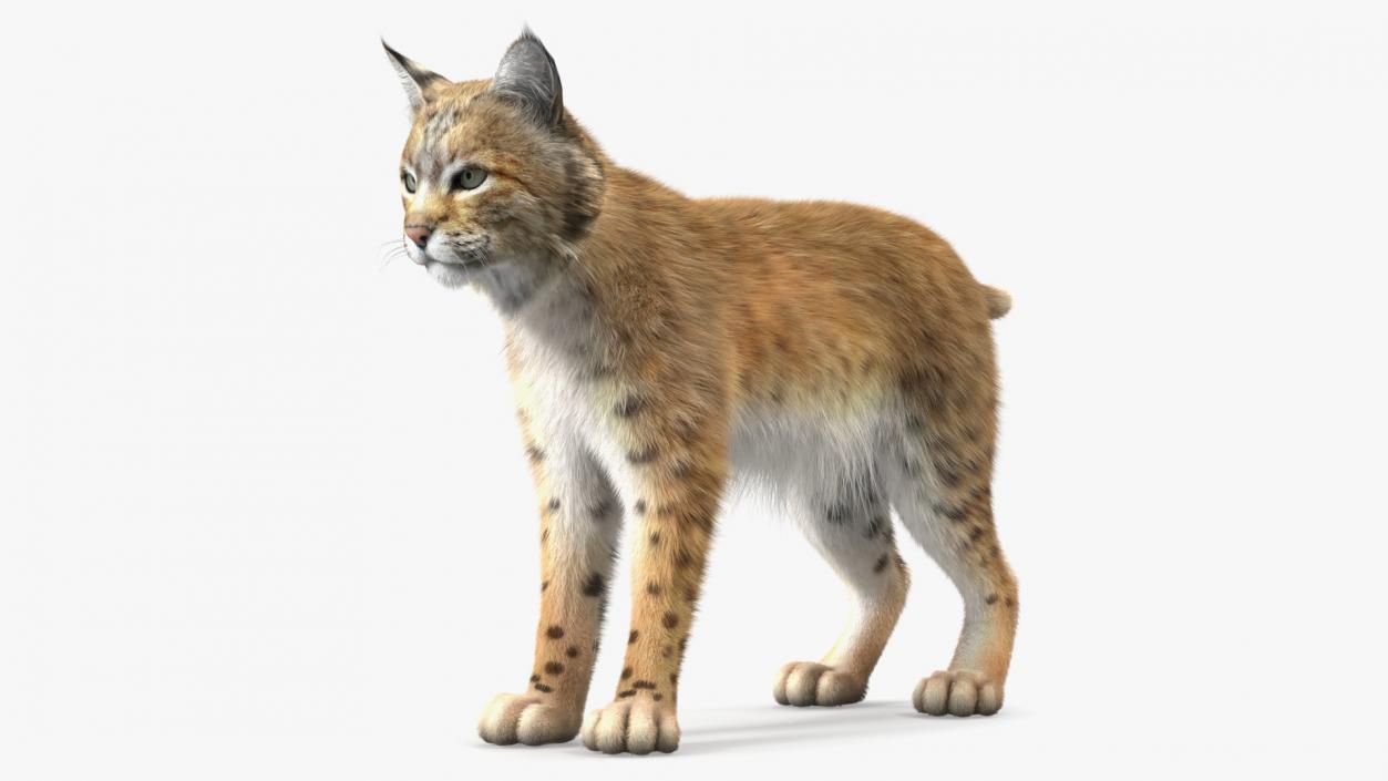 Bobcat Fur Rigged 3D