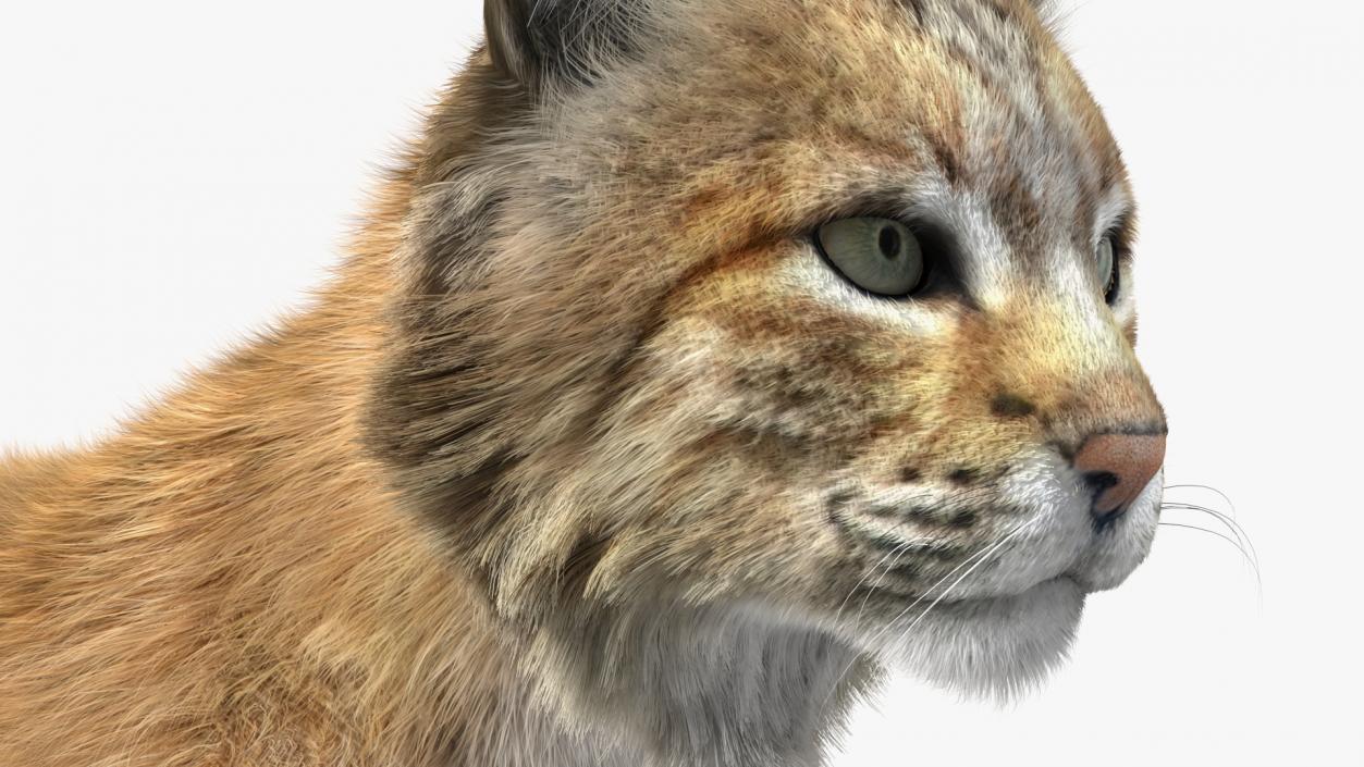 Bobcat Fur Rigged 3D