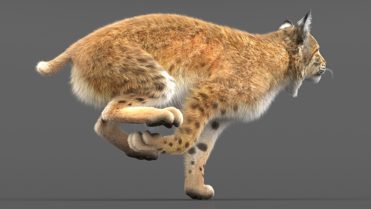 Bobcat Fur Rigged 3D