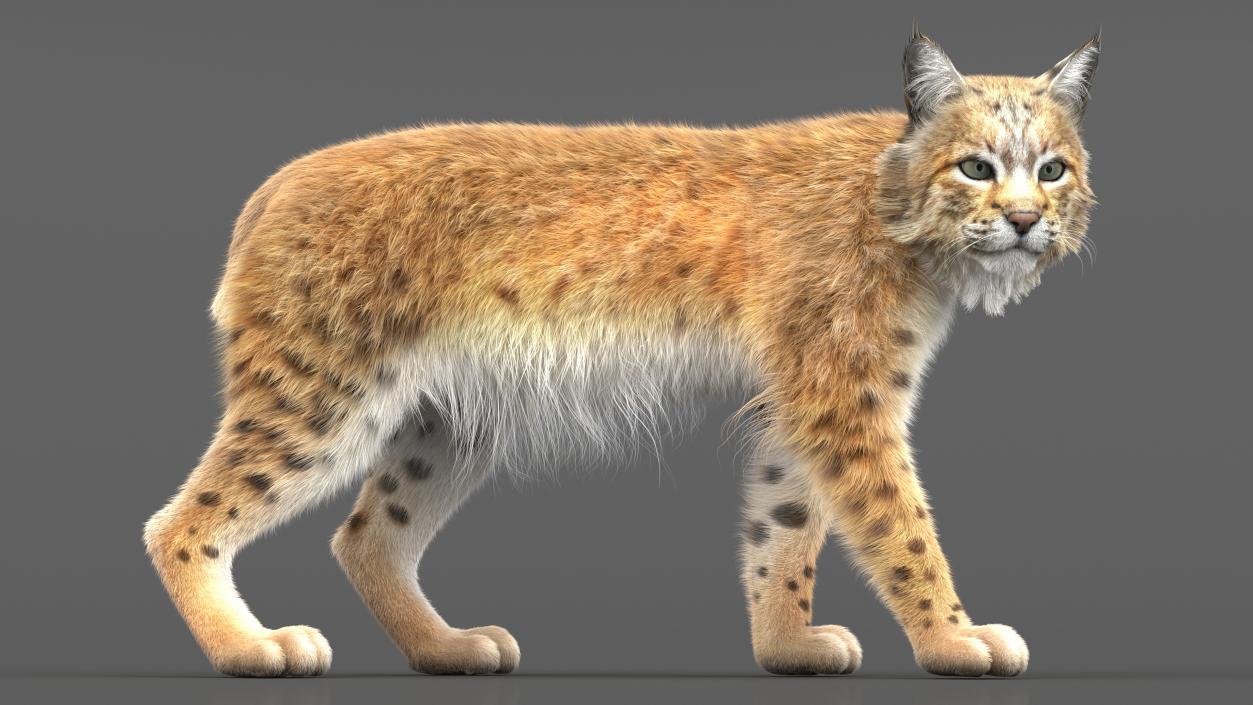 Bobcat Fur Rigged 3D