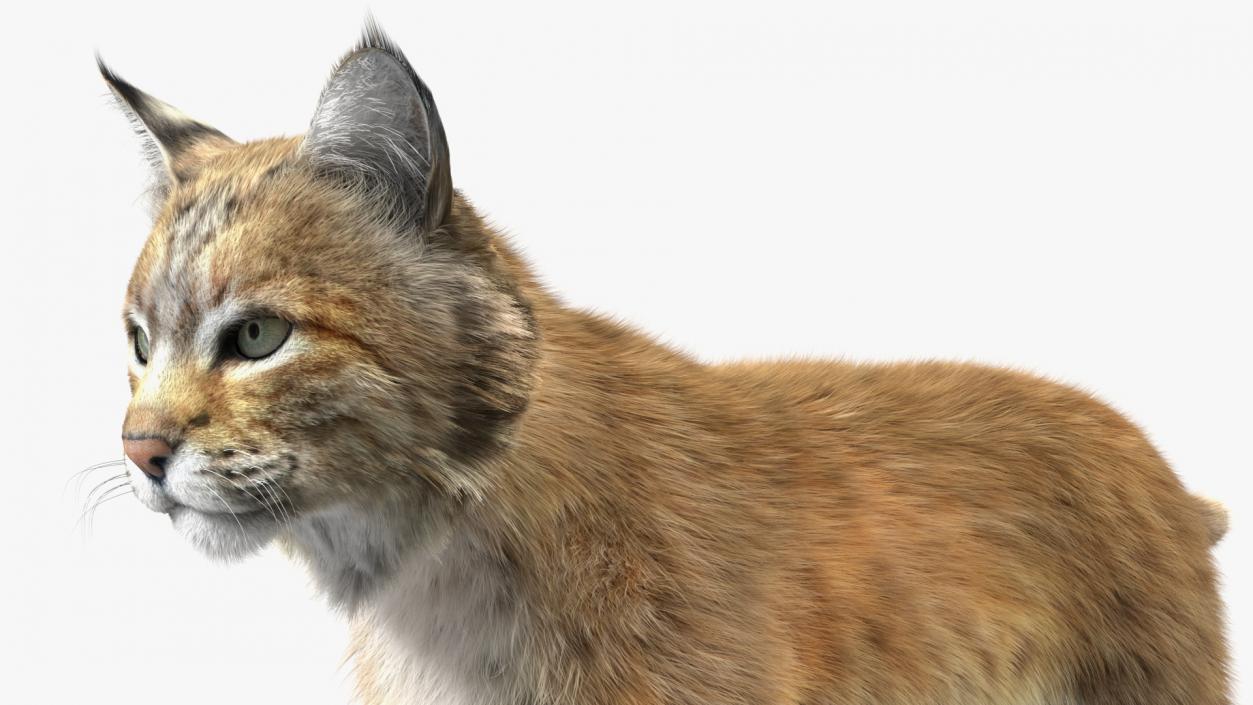 Bobcat Fur Rigged 3D