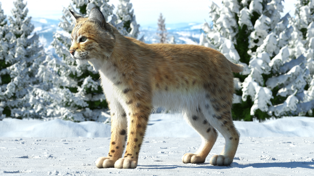 Bobcat Fur Rigged 3D